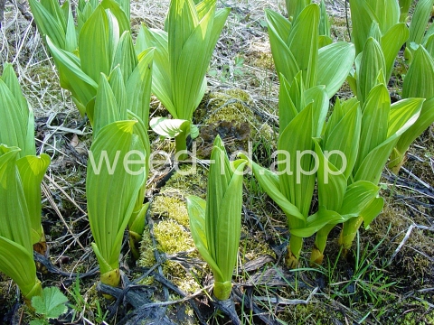 false-hellebore, California